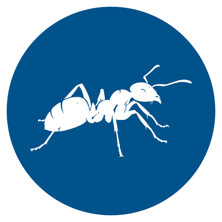 Ants
